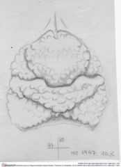 Historische Skizze/Zeichnung von Pegomyrmekella chaulia (Robins, Feldmann & Schweitzer, 2013) (NHMW-AFW-GEO-BACHMAYER-FOTO-1990-0041-1947)